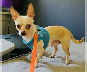 Chihuahua-Unknown Mix Dogs for adoption in Princeton, MN, USA