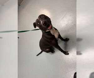 Staffordshire Bull Terrier Dogs for adoption in St. Cloud, FL, USA