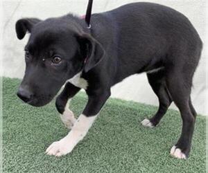 Border Collie Dogs for adoption in Visalia, CA, USA