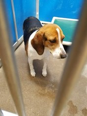 Beagle Dogs for adoption in Greenville, TX, USA