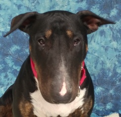 Bull Terrier Dogs for adoption in Greenville, IL, USA