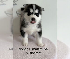 Alaskan Malamute-Huskies Mix Dogs for adoption in Studio City, CA, USA