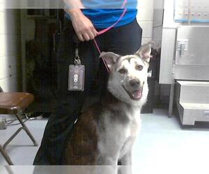 Huskies -Unknown Mix Dogs for adoption in Fayetteville, NC, USA