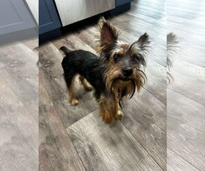 Mutt Dogs for adoption in Spring Lake, NC, USA