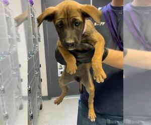 German Shepherd Dog-Unknown Mix Dogs for adoption in Visalia, CA, USA