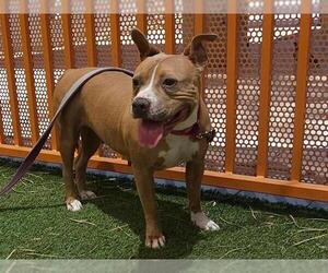 American Pit Bull Terrier-Unknown Mix Dogs for adoption in Las Vegas, NV, USA