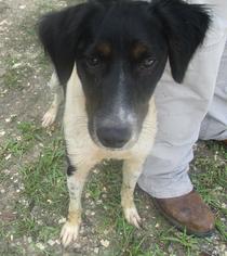 Cocker Spaniel-Unknown Mix Dogs for adoption in Ozark, AL, USA