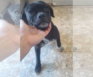 Pug-Unknown Mix Dogs for adoption in Brewster, NY, USA