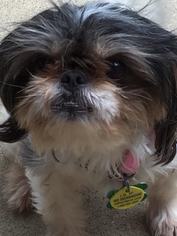 Shih Tzu-Unknown Mix Dogs for adoption in Euless, TX, USA