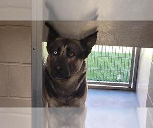 German Shepherd Dog-Unknown Mix Dogs for adoption in Orange, CA, USA