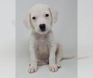 Borador Dogs for adoption in Brewster, NY, USA