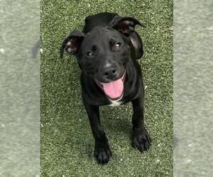 American Pit Bull Terrier-Unknown Mix Dogs for adoption in Texas City, TX, USA