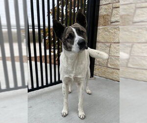 Mutt Dogs for adoption in Baytown, TX, USA