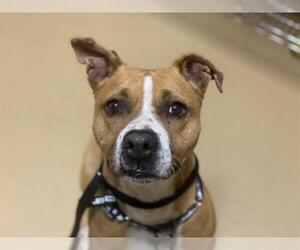 Bullboxer Pit Dogs for adoption in Chula Vista, CA, USA