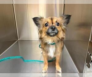 Papillon-Unknown Mix Dogs for adoption in Orange, CA, USA