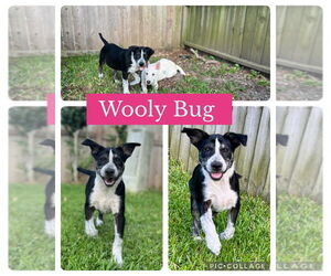 Great Pyrenees-Unknown Mix Dogs for adoption in Dumont, NJ, USA