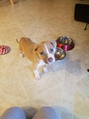 Medium Photo #1 American Pit Bull Terrier-Unknown Mix Puppy For Sale in Catasauqua, PA, USA