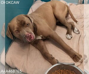 American Bulldog-Unknown Mix Dogs for adoption in Oklahoma City, OK, USA