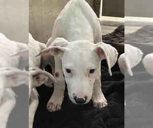 American Staffordshire Terrier-Unknown Mix Dogs for adoption in Fort Lauderdale, FL, USA