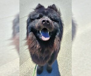 Chow Chow Dogs for adoption in Ventura, CA, USA