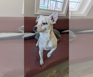 Chihuahua-Unknown Mix Dogs for adoption in Osgood, IN, USA
