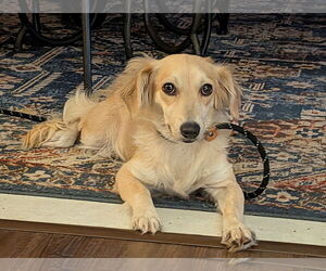 Dachshund-Spaniel Mix Dogs for adoption in Denton, TX, USA