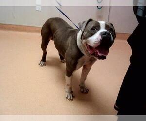 American Pit Bull Terrier-Unknown Mix Dogs for adoption in Martinez, CA, USA