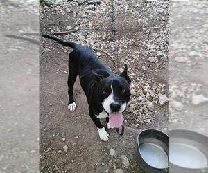 American Staffordshire Terrier-Unknown Mix Dogs for adoption in San Antonio, TX, USA