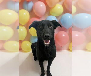 German Shepherd Dog-Unknown Mix Dogs for adoption in HESPERIA, CA, USA