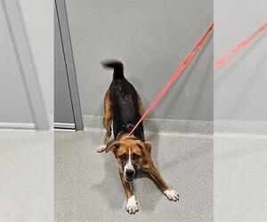 Beagle-Border Collie Mix Dogs for adoption in San Martin, CA, USA