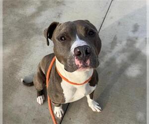 Mutt Dogs for adoption in Orange, CA, USA