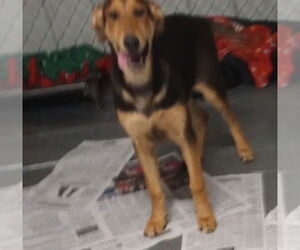 Doberman Pinscher-German Shepherd Dog Mix Dogs for adoption in Frenchburg, KY, USA
