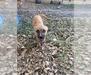 Labrador Retriever-Unknown Mix Dogs for adoption in San Antonio, TX, USA