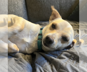 Chiweenie Dogs for adoption in Brooklyn, NY, USA