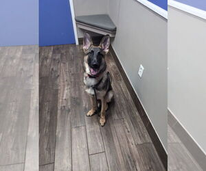 German Shepherd Dog Dogs for adoption in La Grange , NC, USA