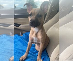 Black Mouth Cur Dogs for adoption in Miami, FL, USA