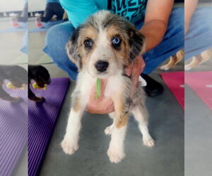 Catahoula Leopard Dog Dogs for adoption in GILBERTS, IL, USA