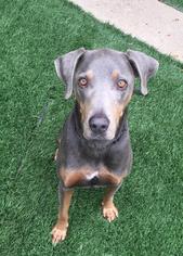 Blue Lacy Dogs for adoption in Dana Point, CA, USA