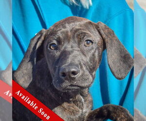 Boxer-Plott Hound Mix Dogs for adoption in Huntley, IL, USA