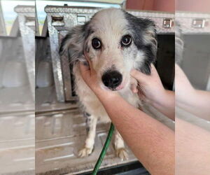 Australian Shepherd-Unknown Mix Dogs for adoption in New York, NY, USA