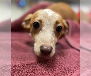 Chiweenie Dogs for adoption in Saginaw, MI, USA