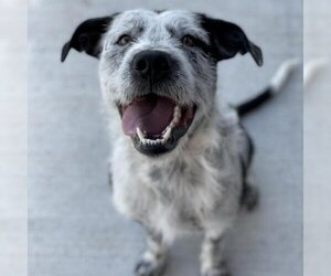Mutt Dogs for adoption in Buffalo, WY, USA