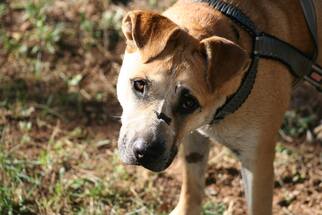 Mutt Dogs for adoption in Grass Valley, CA, USA