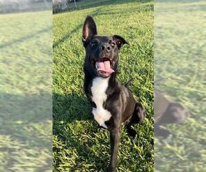 Shollie Dogs for adoption in Rosenberg, TX, USA