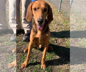 Mutt Dogs for adoption in Virginia Beach, VA, USA