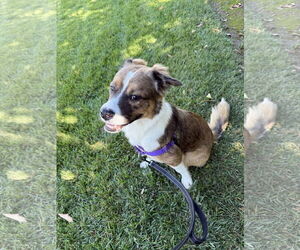 Australian Mountain Dog Dogs for adoption in Lake Elsinore, CA, USA