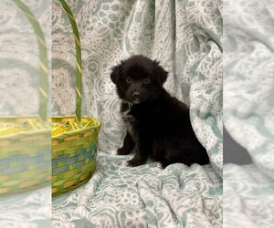 Labrador Retriever-Unknown Mix Dogs for adoption in Duluth, MN, USA