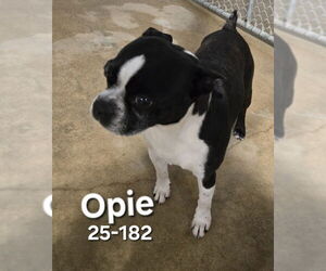 Boston Terrier Dogs for adoption in Georgetown, KY, USA