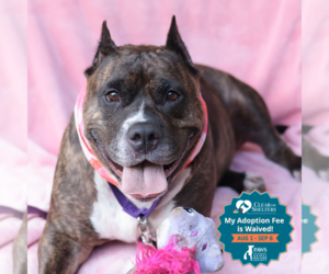 Mutt Dogs for adoption in Philadelphia, PA, USA