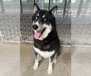 - Mix Dogs for adoption in DuQuoin, IL, USA